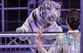 В Самарском цирке открылась премьера сезона — «...