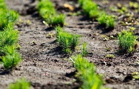 Более 5,6 миллионов сеянцев: в Минприроды Самар...